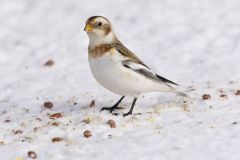 Snow Bunting, Plectrophenax nivalis