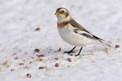 Snow Bunting, Plectrophenax nivalis