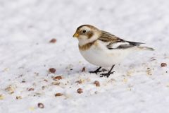 Snow Bunting, Plectrophenax nivalis