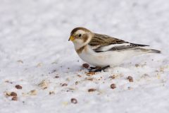 Snow Bunting, Plectrophenax nivalis