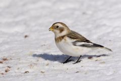 Snow Bunting, Plectrophenax nivalis