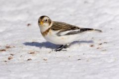 Snow Bunting, Plectrophenax nivalis