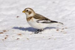 Snow Bunting, Plectrophenax nivalis