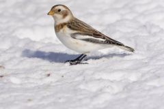 Snow Bunting, Plectrophenax nivalis