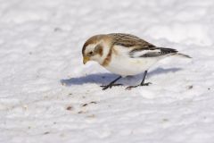 Snow Bunting, Plectrophenax nivalis