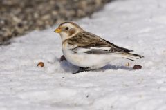 Snow Bunting, Plectrophenax nivalis