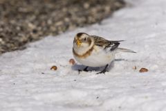 Snow Bunting, Plectrophenax nivalis