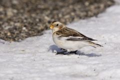 Snow Bunting, Plectrophenax nivalis