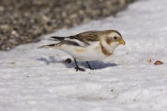 Snow Bunting, Plectrophenax nivalis