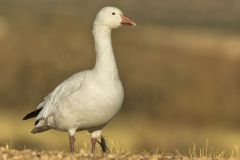 Snow Goose, Chen caerulescens