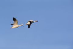 Snow Goose, Chen caerulescens