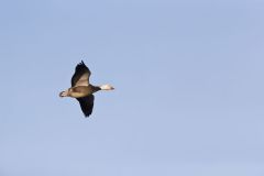 Snow Goose, Chen caerulescens