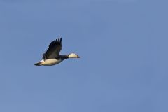 Snow Goose, Chen caerulescens