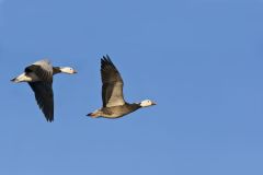 Snow Goose, Chen caerulescens