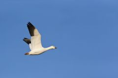 Snow Goose, Chen caerulescens