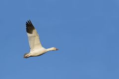 Snow Goose, Chen caerulescens