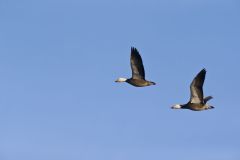 Snow Goose, Chen caerulescens