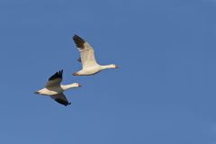 Snow Goose, Chen caerulescens