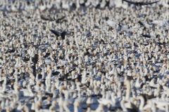 Snow Goose, Chen caerulescens