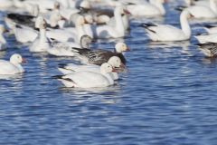 Snow Goose, Chen caerulescens