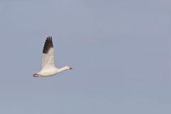 Snow Goose, Chen caerulescens