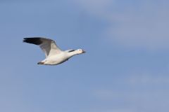 Snow Goose, Chen caerulescens