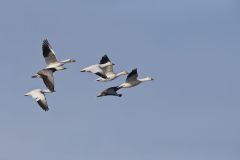 Snow Goose, Chen caerulescens