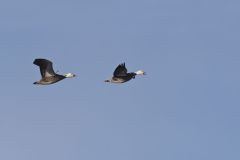 Snow Goose, Chen caerulescens
