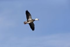 Snow Goose, Chen caerulescens