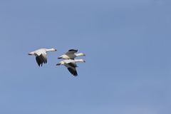 Snow Goose, Chen caerulescens