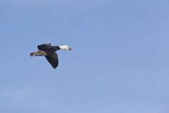 Snow Goose, Chen caerulescens