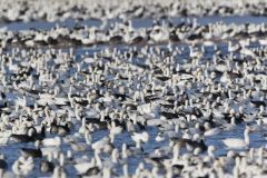 Snow Goose, Chen caerulescens