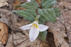 Snow Trillium, Trillium nivale