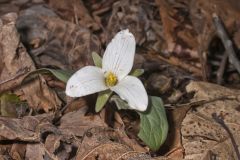 Snow Trillium, Trillium nivale