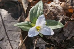 Snow Trillium, Trillium nivale