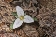 Snow Trillium, Trillium nivale