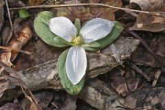 Snow Trillium, Trillium nivale