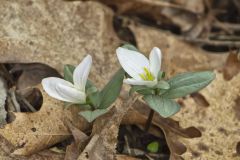 Snow Trillium, Trillium nivale