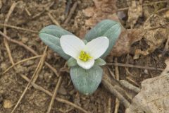 Snow Trillium, Trillium nivale