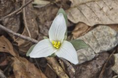 Snow Trillium, Trillium nivale