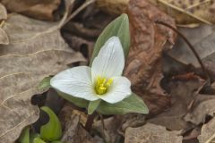 Snow Trillium, Trillium nivale