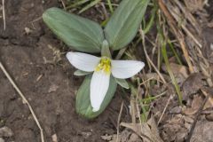 Snow Trillium, Trillium nivale