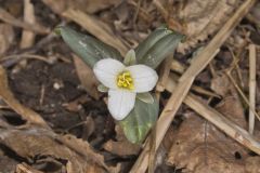 Snow Trillium, Trillium nivale