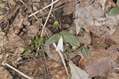 Snow Trillium, Trillium nivale