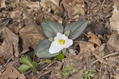 Snow Trillium, Trillium nivale