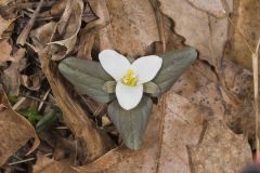 Snow Trillium, Trillium nivale