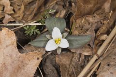 Snow Trillium, Trillium nivale