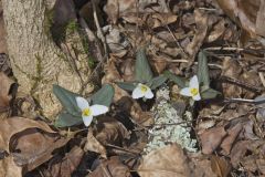 Snow Trillium, Trillium nivale