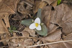 Snow Trillium, Trillium nivale