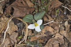 Snow Trillium, Trillium nivale